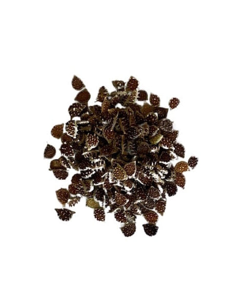 Meadow Buttercup seed in a pile with text indicating 'No added soil filler, no added grass seed, just seed' and logos at the bottom. Showcasing our Ranunculus acris, buttercups flower, buttercup, british wild flower seeds, british wildflower seeds, uk wildflower seeds.