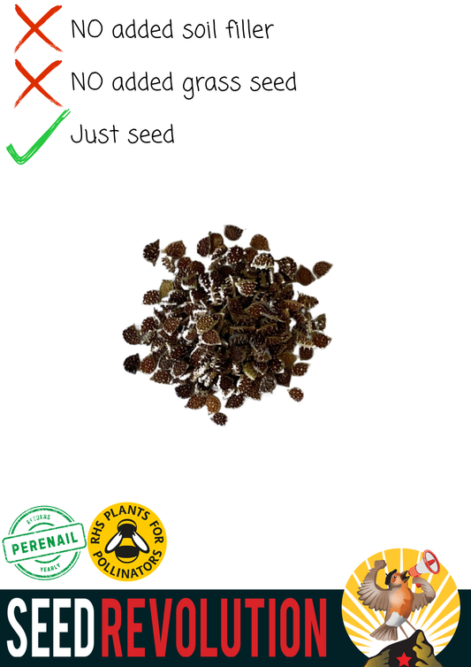 Meadow Buttercup Native Seed