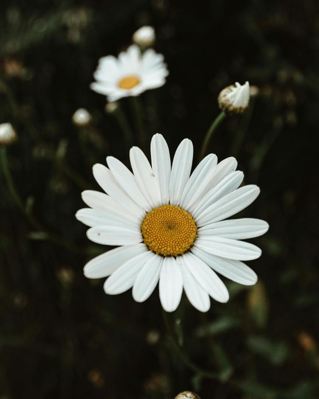 A close-up photograph of a white ox-eye-daisy with a yellow center in a dark, blurred natural background. Showcasing Seed Revolution's Leucanthemum vulgare, daisy oxeye, Oxeye Daisy Leucanthemum vulgare, Ox eye Daisy, british wild flower seeds, british wildflower seeds, uk wildflower seeds.
