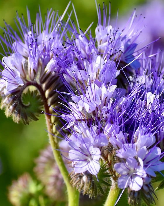 Close-up of purple Phacelia wildflowers with 'Seed Revolution' logo in the corner. Showcasing our phacelia tanacetifolia, phacelia seeds, phacelia tanacetifolia seed, british wild flower seeds, british wildflower seeds, uk wildflower seeds.