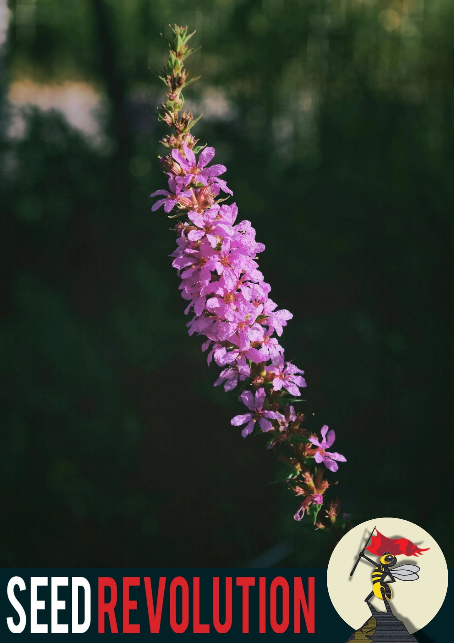 Purple Loosestrife with 'Seed Revolution' logo in the corner. Lythrum salicaria, Loosestrife Purple, Purple Lythrum, Lythrum salicaria Purple Loosestrife, Lythrum Loosestrife, british wild flower seeds, british wildflower seeds, uk wildflower seeds