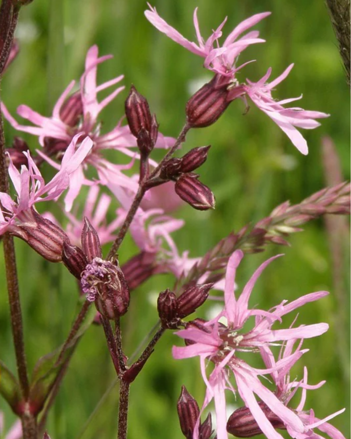 Ragged Robin Rare Seed