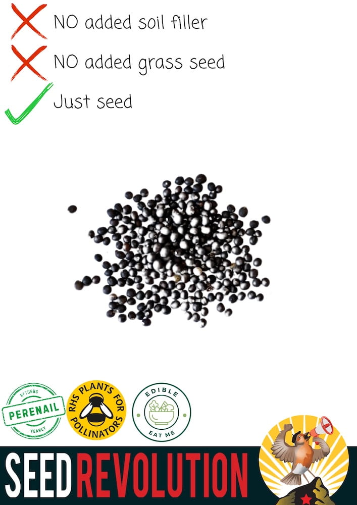 Common Sage seeds in a pile with text indicating 'No added soil filler, no added grass seed, just seed' on a white background, featuring the Seed Revolution logo. Showcasing our Salvia officinalis, sage, sage plants, british wild flower seeds, british wildflower seeds, uk wildflower seeds.
