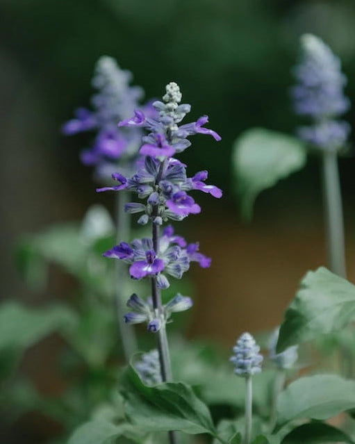 Purple Common Sage wildflowers with 'Seed Revolution' branding and a logo in the corner. Showcasing our Salvia officinalis, sage, sage plants, british wild flower seeds, british wildflower seeds, uk wildflower seeds.