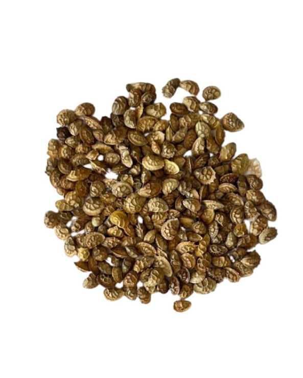 Sainfoin seed with 'Seed Revolution' branding on a white background. Onobrychis viciifolia, Sainfoin seed, Sainfoin seeds, Sainfoin Onobrychis viciifolia, british wild flower seeds, british wildflower seeds, uk wildflower seeds