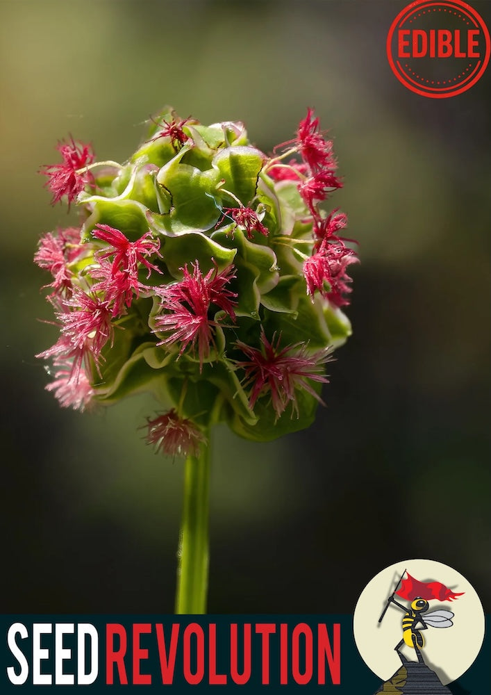 Close-up of Salad Burnet with pink flowers and green leaves, branded with 'Seed Revolution' and 'Edible'. Salad Burnet Sanguisorba minor, Sanguisorba minor, Burnet Salad, british wild flower seeds, british wildflower seeds, uk wildflower seeds