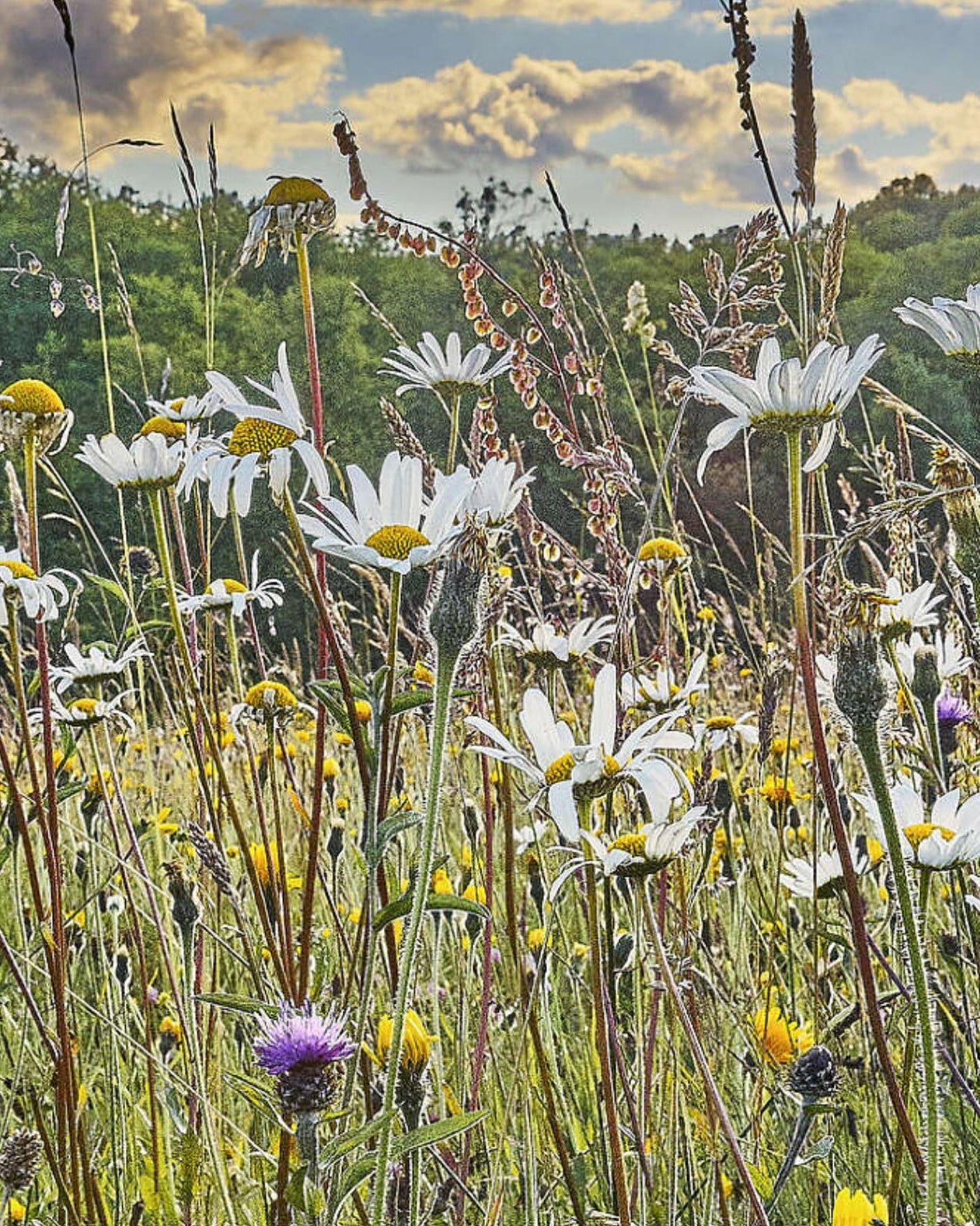 Wildflower field showcasing Seed Revolution's Universal Meadow 80/20% Wildflower Mix and Universal Meadow 100% Wildflower Mix. Which is Universal Meadow 80/20% Wildflower Mix, british wild flower seeds, british wildflower seeds, wildflower mixes, mixed wildflower seeds, uk wildflower seeds, wildflower meadows, wildflower meadow, universal wildflowers, universal meadow, cost-effective wildflower meadow