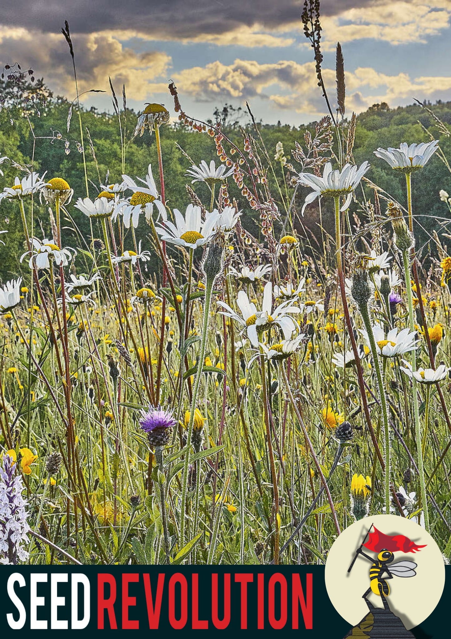 Wildflower field showcasing Seed Revolution's Universal Meadow 80/20% Wildflower Mix and Universal Meadow 100% Wildflower Mix. Which is Universal Meadow 80/20% Wildflower Mix, british wild flower seeds, british wildflower seeds, wildflower mixes, mixed wildflower seeds, uk wildflower seeds, wildflower meadows, wildflower meadow, universal wildflowers, universal meadow, cost-effective wildflower meadow