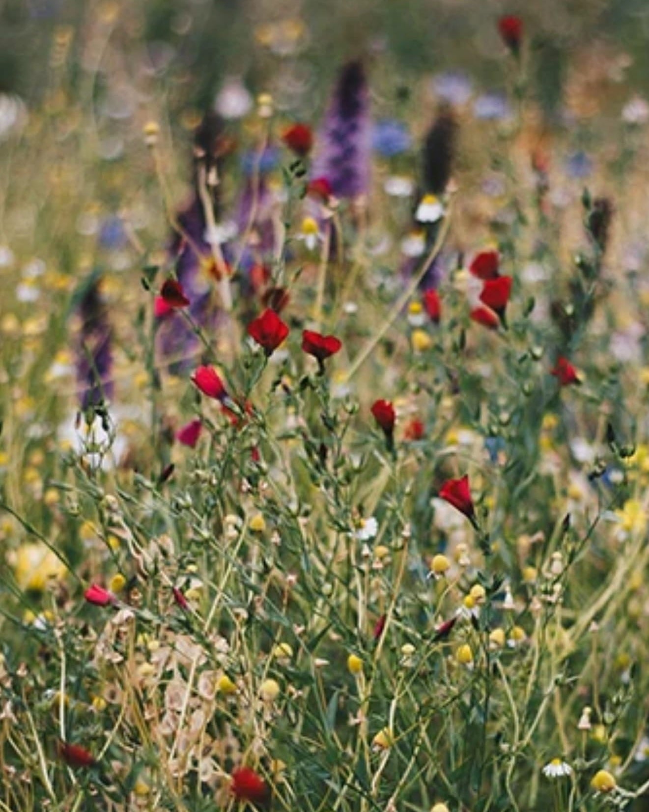 Field of blooming wildflowers showcasing the 'Seed Revolution Mix' an Economy Meadow 80/20% Wildflower Mix. Which is a british wild flower seeds, british wildflower seeds, wildflower mixes, mixed wildflower seeds, uk wildflower seeds, wildflower meadows, wildflower meadow, universal wildflowers, universal meadow, cost-effective wildflower meadow.