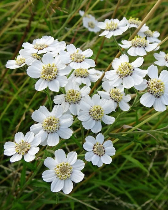 White Sneezewort wildflowers in a field with 'Seed Revolution' branding and an 'Edible' label. Achillea ptarmica, Sneezewort Achillea ptarmica, british wild flower seeds, british wildflower seeds, uk wildflower seeds