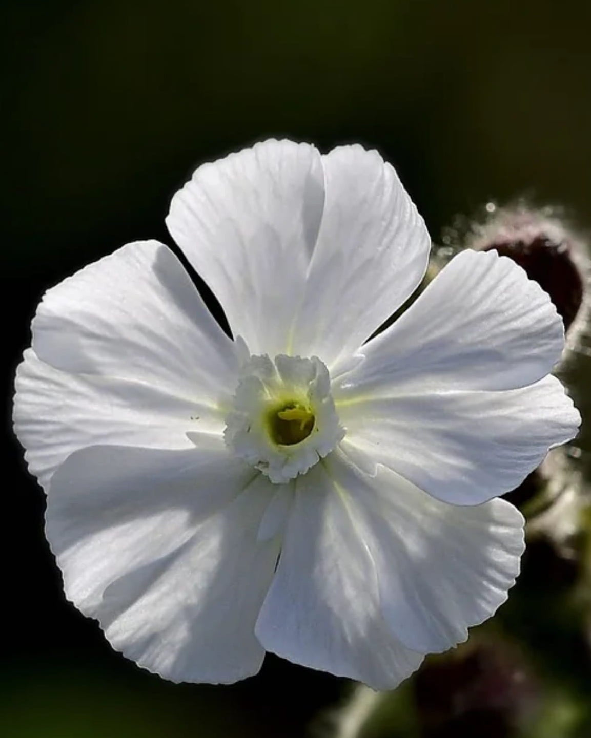 White Campion wildflower with 'Edible' and 'Seed Revolution' branding on a dark background. Showcasing our White Campion, Silene latifolia, campion flower, campion wildflower, wildflower campion, british wild flower seeds, british wildflower seeds, uk wildflower seeds.