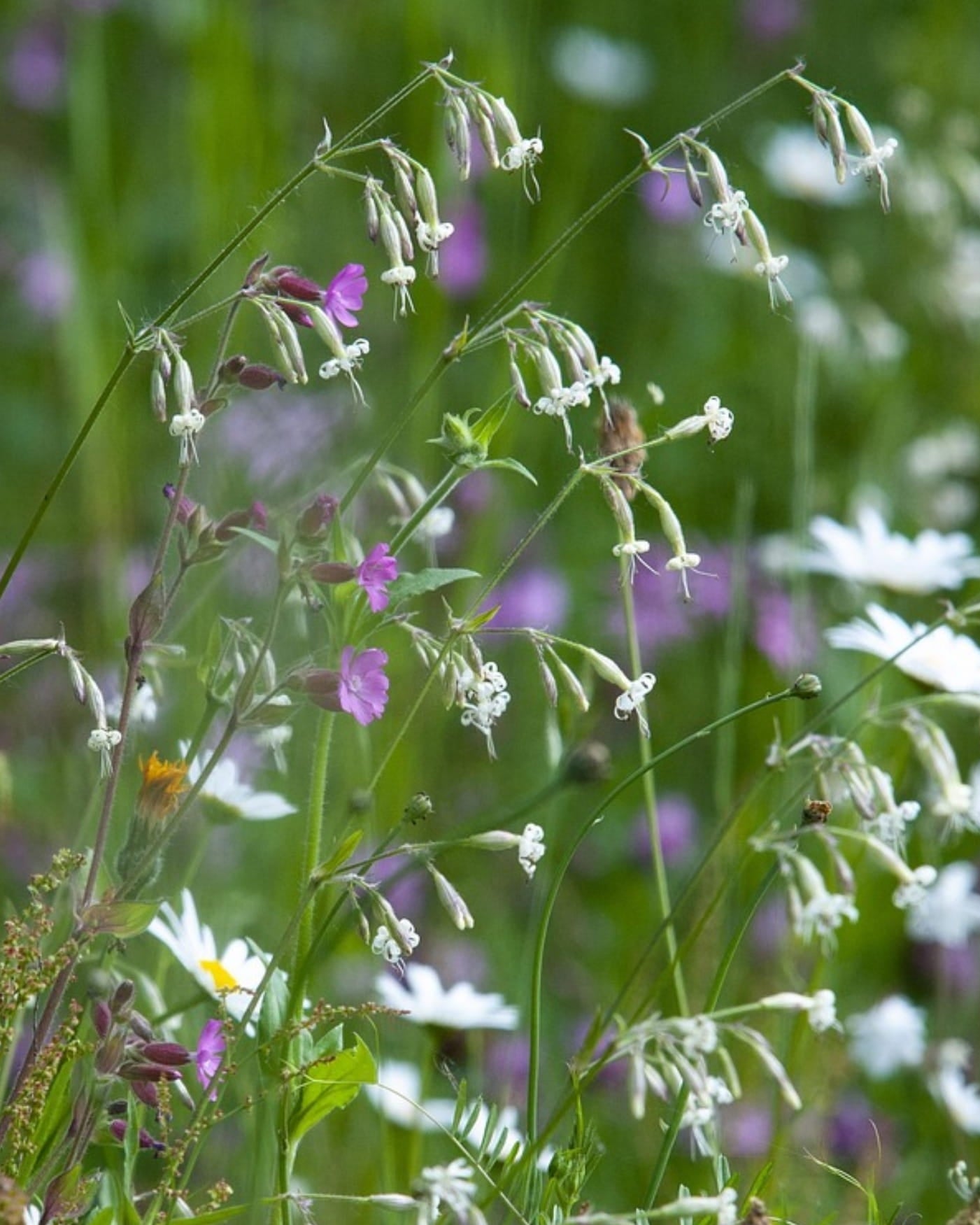 White Campion wildflowers in a field with 'Seed Revolution' logo in the corner. Showcasing our White Campion, Silene latifolia, campion flower, campion wildflower, wildflower campion, british wild flower seeds, british wildflower seeds, uk wildflower seeds.