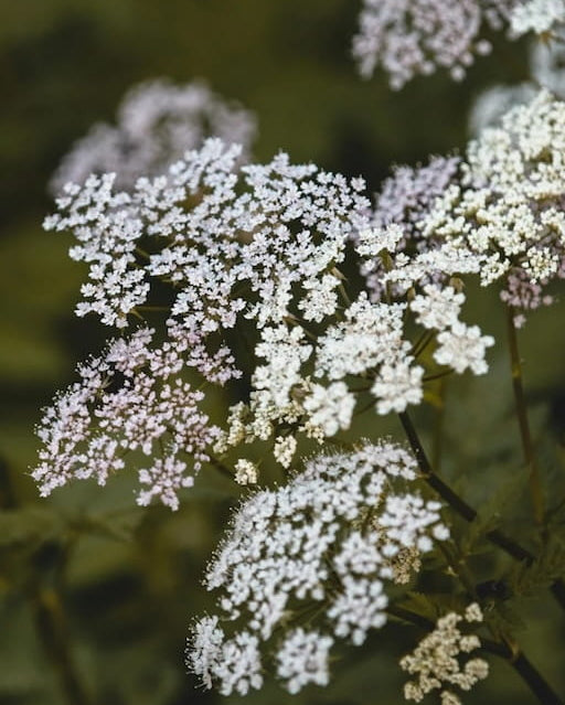 White Wild Carrot wildflowers with 'Edible Seed Revolution' branding on a dark background. Showcasing our Daucus carota, Queen Anne’s lace plant, Daucus carota Wild Carrot, Queen Anne’s lace, british wild flower seeds, british wildflower seeds, uk wildflower seeds.