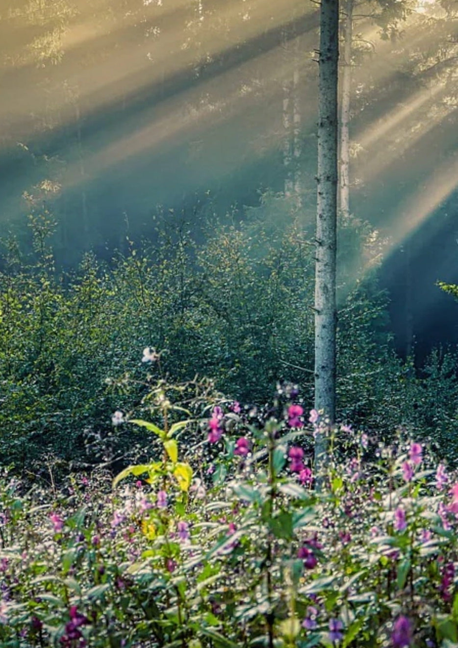 Sunlight filtering through trees in a forest with wildflowers. Showcasing Seed Revolution's Woodland Meadow 80/20% Wildflower Meadow Seed Mix and Woodland Meadow 100% Wildflower Seed Mix which is british wild flower seeds, british wildflower seeds, wildflower mixes, mixed wildflower seeds, uk wildflower seeds, wildflower meadows, wildflower meadow, woodland wildflower mix, meadow with wildflowers, wildflower mix for woodlands.