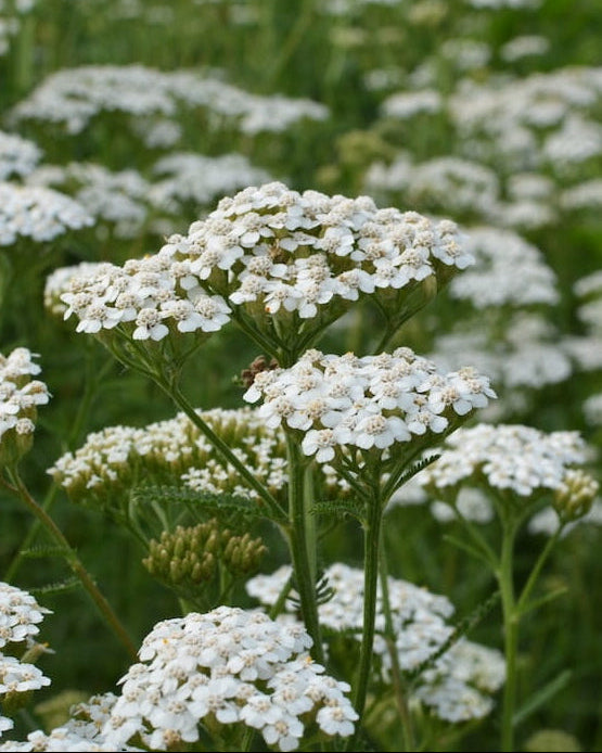 White Yarrow wildflowers with 'Seed Revolution' logo and bee icon in the corner. Showcasing our Achillea millefolium, Yarrow Achillea millefolium, Yarrow plants, Achillea plant, Achillea plants, british wild flower seeds, british wildflower seeds, uk wildflower seeds.