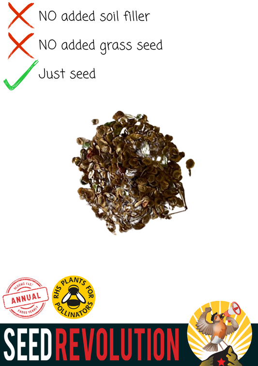 Yellow Rattle Native Meadow Seeds