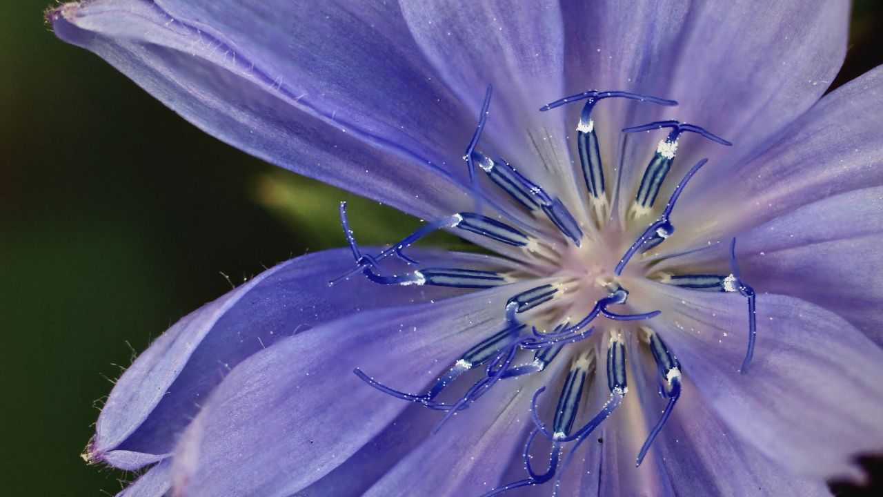 british wild flower seeds, british wildflower seeds, uk wildflower seeds, salad, salad recipe, salad recipes, edible flowers, salad ideas, walnut salad, chicory