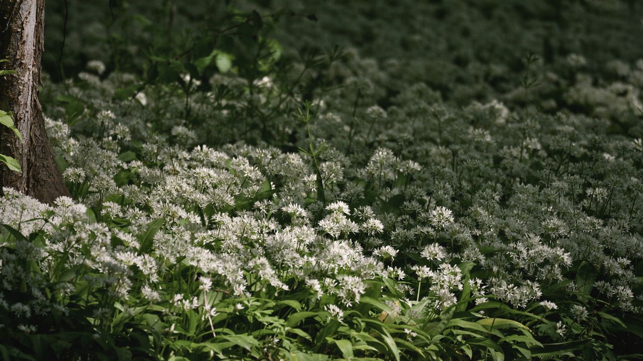 "british wild flower seeds, british wildflower seeds, uk wildflower seeds, pesto, recipe pesto, pesto recipe, wild garlic”