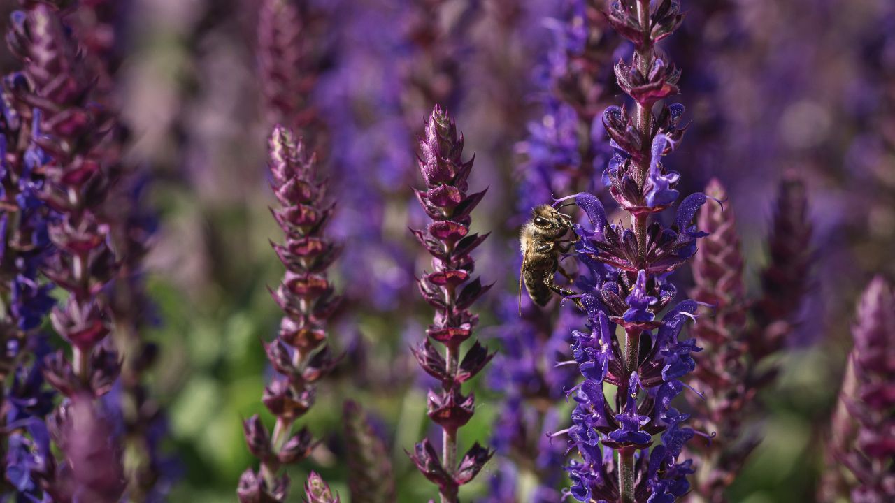 british wild flower seeds, british wildflower seeds, uk wildflower seeds, honey, honey recipe, flower honey, sage