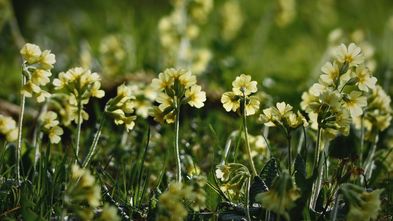 Cowslip Cordial - A Wild Kitchen Manifesto