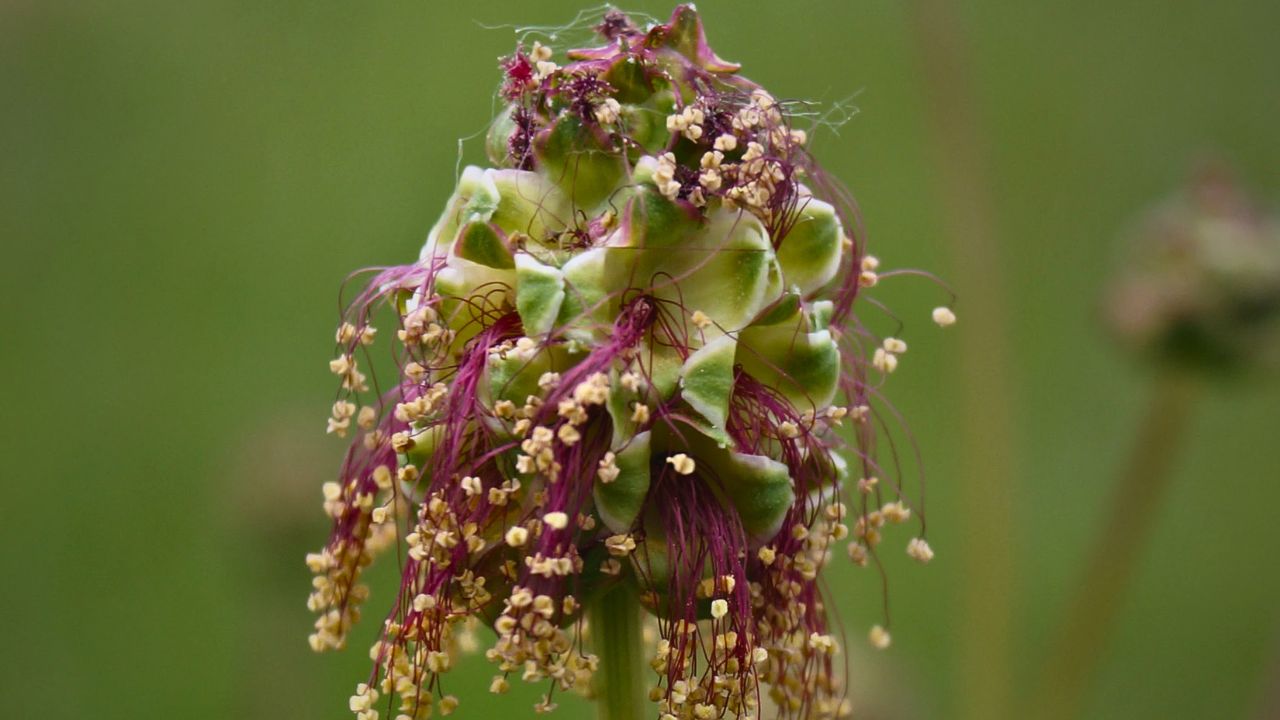 "british wild flower seeds, british wildflower seeds, uk wildflower seeds, butter, homemade butter, make butter, making butter, butter recipe, salad burnet"