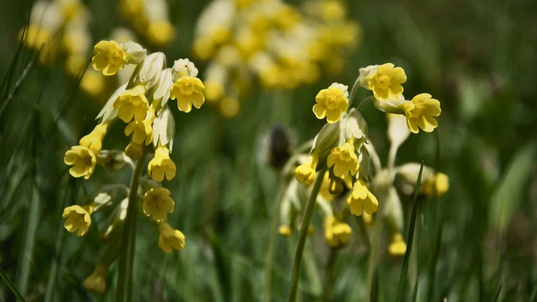 “british wild flower seeds, british wildflower seeds, uk wildflower seeds, growing wildflowers, plant wildflower seeds, planting wildflower seeds, cowslip”