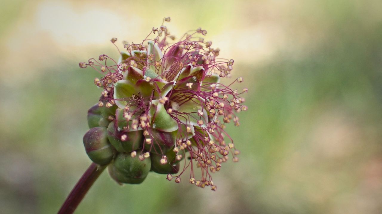 "british wild flower seeds, british wildflower seeds, uk wildflower seeds, salad, salad recipe, salad recipes, edible flowers, salad ideas, herb salad, salad burnet”