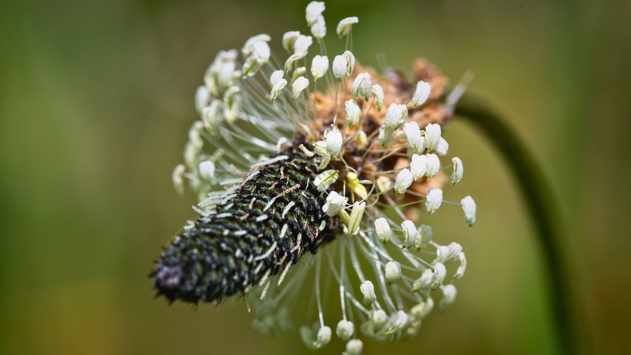 british wild flower seeds, british wildflower seeds, uk wildflower seeds, soup, soup recipe, soup recipes, ribwort plantain