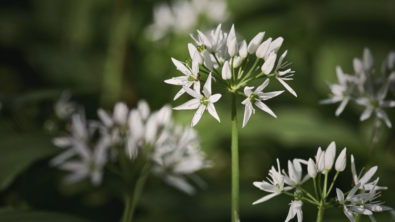 "british wild flower seeds, british wildflower seeds, uk wildflower seeds, butter, homemade butter, make butter, making butter, butter recipe, wild garlic"