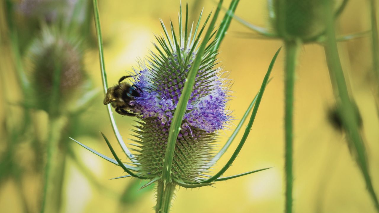 british wild flower seeds, british wildflower seeds, uk wildflower seeds, honey, honey recipe, flower honey, teasel