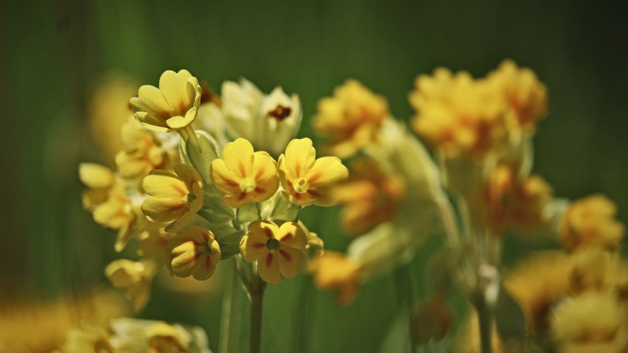 "british wild flower seeds, british wildflower seeds, uk wildflower seeds, jelly, recipe jelly, jelly recipe recipe, cowslip”