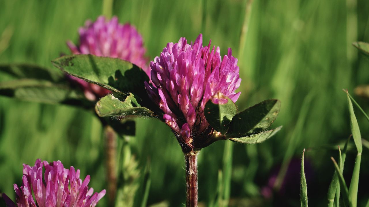 Red Clover & Mint Iced Tea - A Wild Kitchen Manifesto