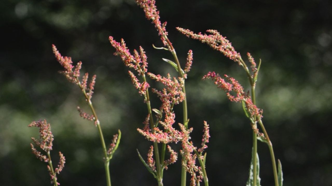 "british wild flower seeds, british wildflower seeds, uk wildflower seeds, salad, salad recipe, salad recipes, edible flowers, salad ideas, strawberry salad, sorrel”