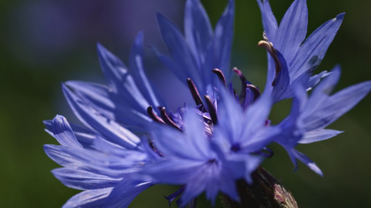 "british wild flower seeds, british wildflower seeds, uk wildflower seeds, salad, salad recipe, salad recipes, edible flowers, salad ideas, Couscous Salad, cornflower”