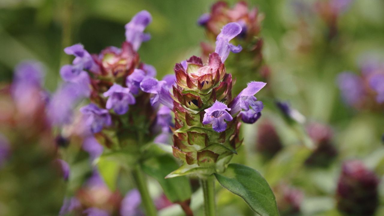Self Heal & Lemon Tea - A Wild Kitchen Manifesto