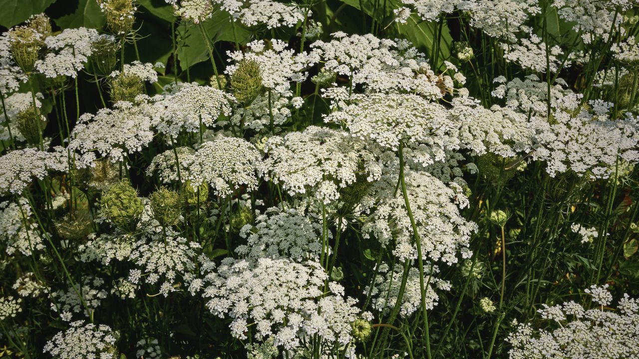 "british wild flower seeds, british wildflower seeds, uk wildflower seeds, tempura, tempura batter, tempura recipe, wild carrot"