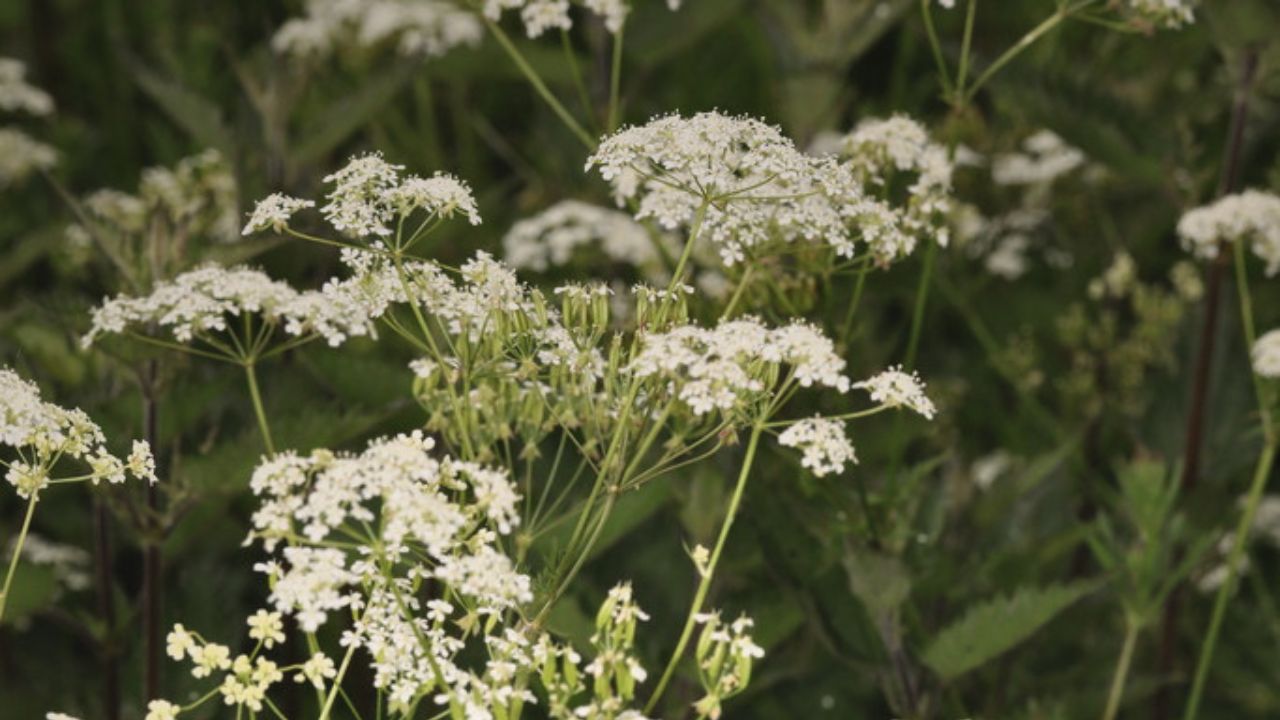 "british wild flower seeds, british wildflower seeds, uk wildflower seeds, pesto, recipe pesto, pesto recipe, cow parsley”