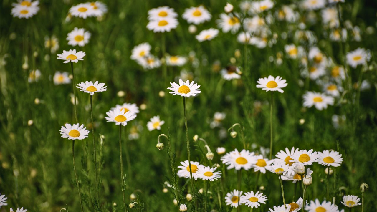 "british wild flower seeds, british wildflower seeds, uk wildflower seeds, salad, salad recipe, salad recipes, edible flowers, salad ideas, corn chamomile, chamomile”