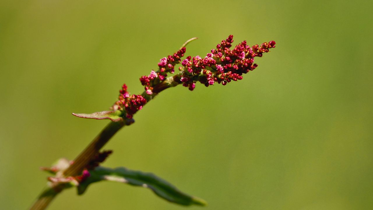 "british wild flower seeds, british wildflower seeds, uk wildflower seeds, pesto, recipe pesto, pesto recipe, common sorrel”