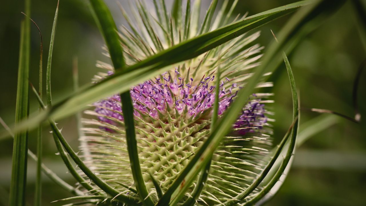 british wild flower seeds, british wildflower seeds, uk wildflower seeds, lemonade, lemonade recipe, homemade lemonade, teasel