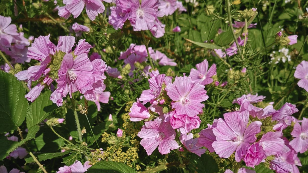 "british wild flower seeds, british wildflower seeds, uk wildflower seeds, salad, salad recipe, salad recipes, edible flowers, salad ideas, fruit salad, musk mallow”