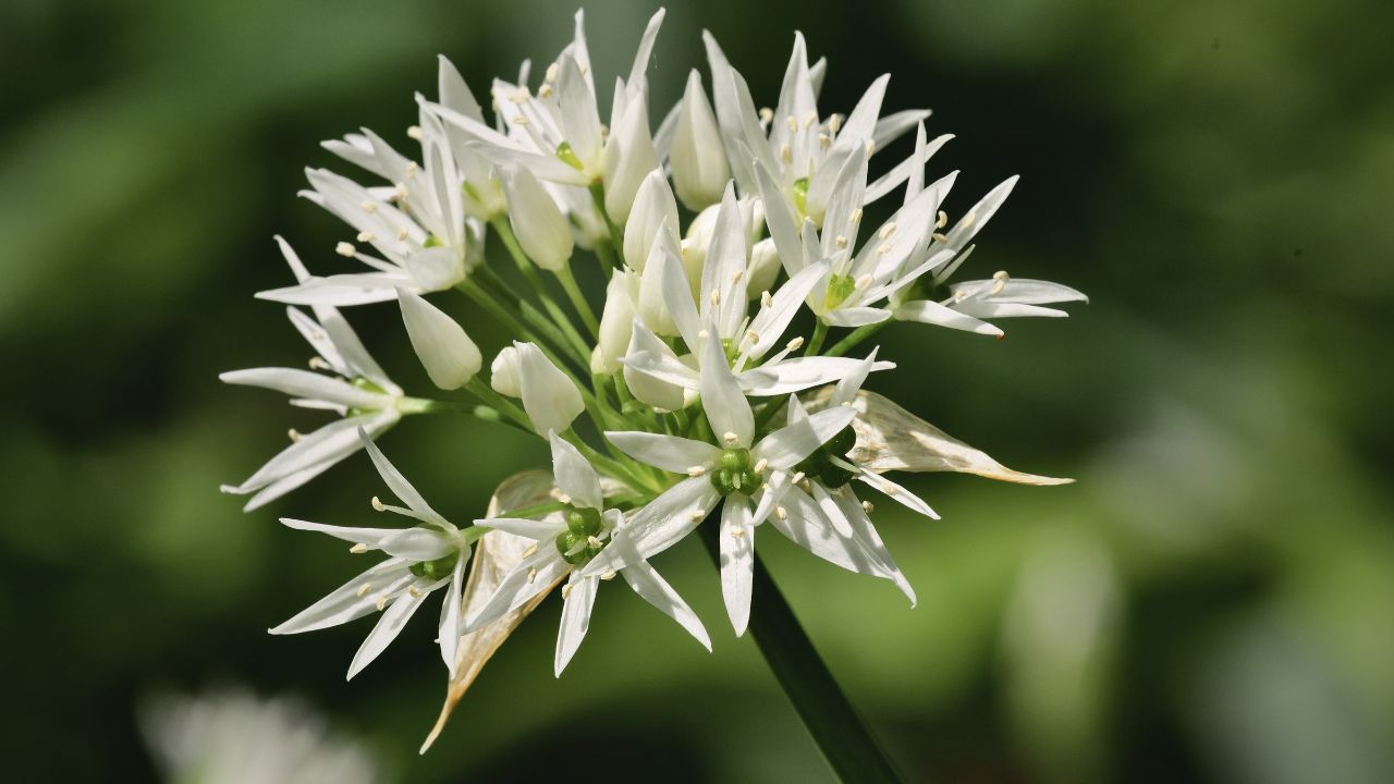 "british wild flower seeds, british wildflower seeds, uk wildflower seeds, tempura, tempura batter, tempura recipe, wild garlic"