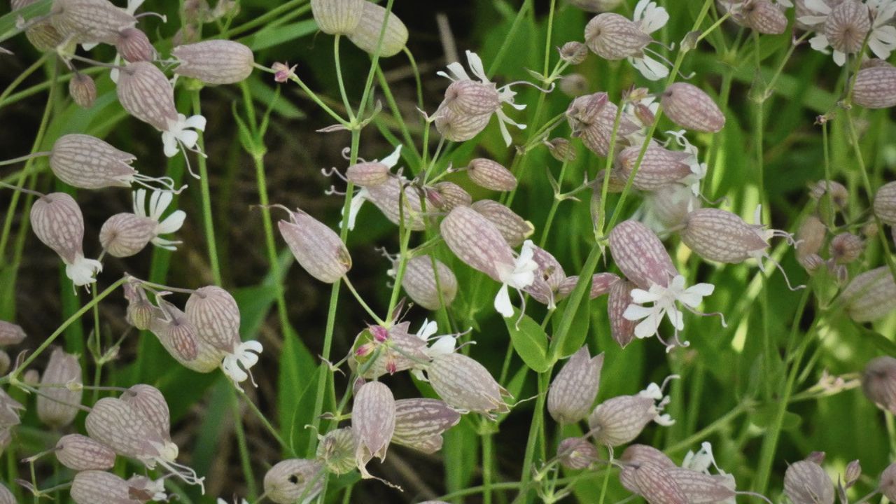"british wild flower seeds, british wildflower seeds, uk wildflower seeds, pesto, recipe pesto, pesto recipe, bladder campion”