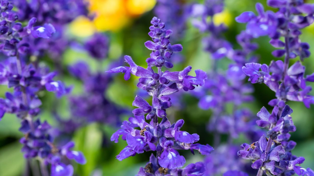 "british wild flower seeds, british wildflower seeds, uk wildflower seeds, tempura, tempura batter, tempura recipe, sage"