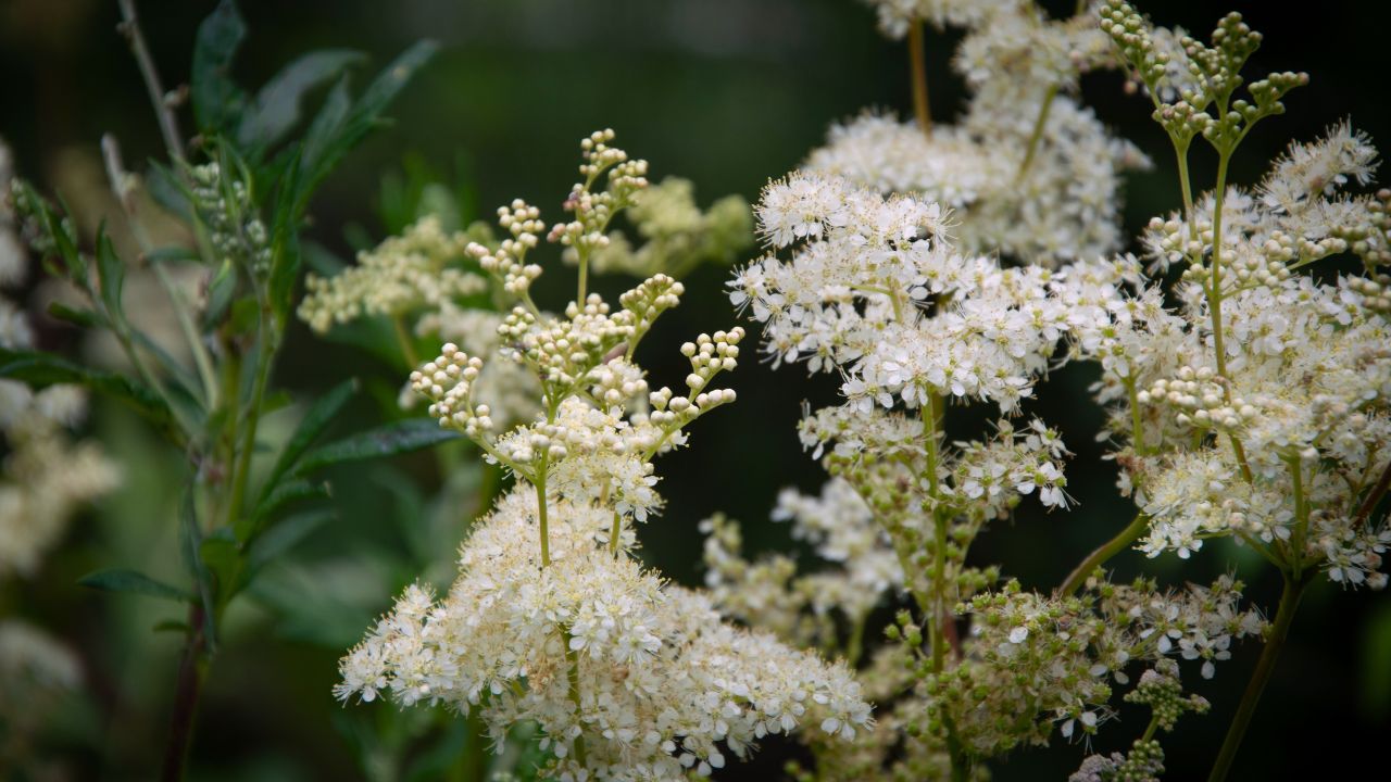 Meadowsweet Cordial - A Wild Kitchen Manifesto