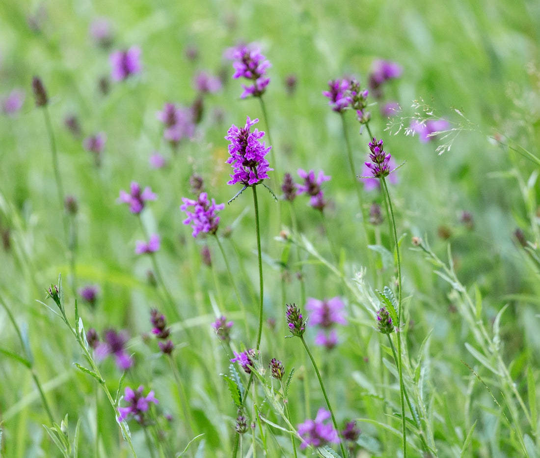 Planting Betony: A Guide to Growing This Medicinal and Ornamental Herb in Your Garden