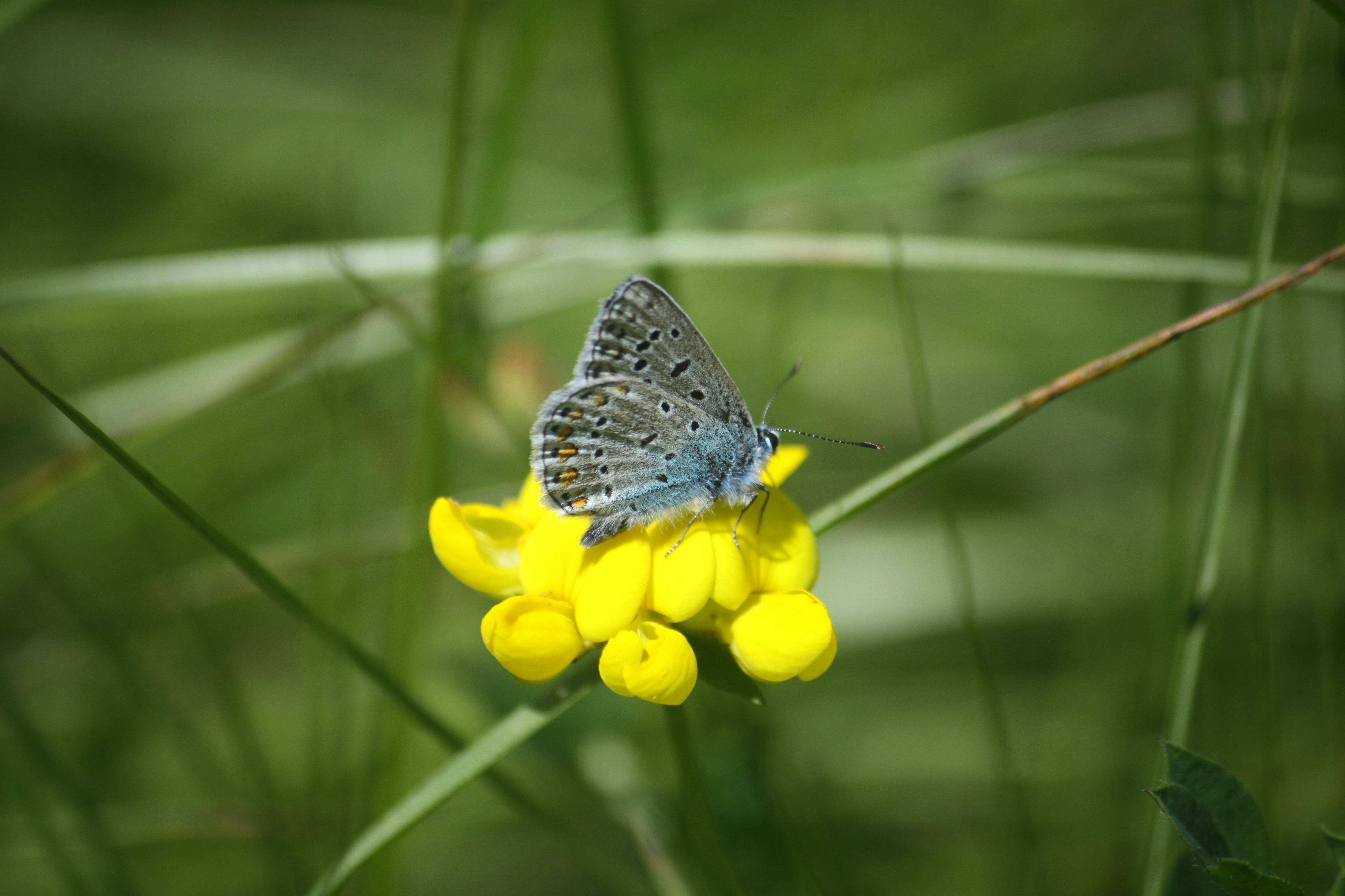 Planting Bird’s-Foot Trefoil: A Complete Guide to Vibrant Blooms and Ecological Garden Benefit