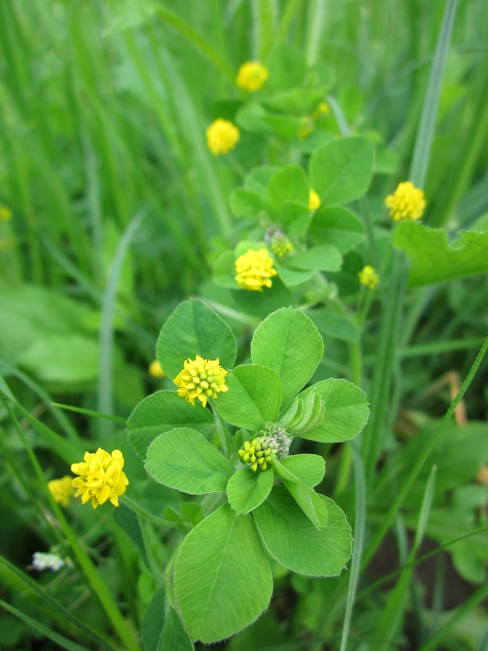 Essential Tips for Planting and Growing Black Medick in Your Garden