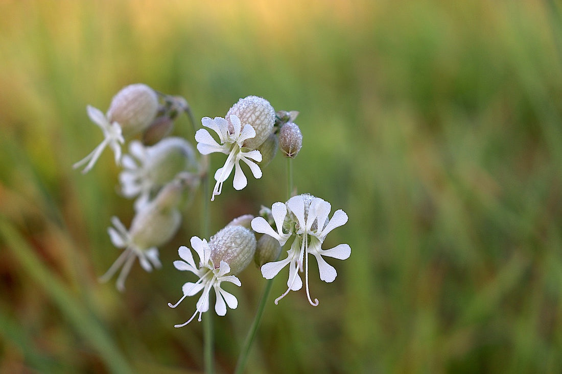 How to Successfully Plant and Grow Bladder Campion in Your Garden