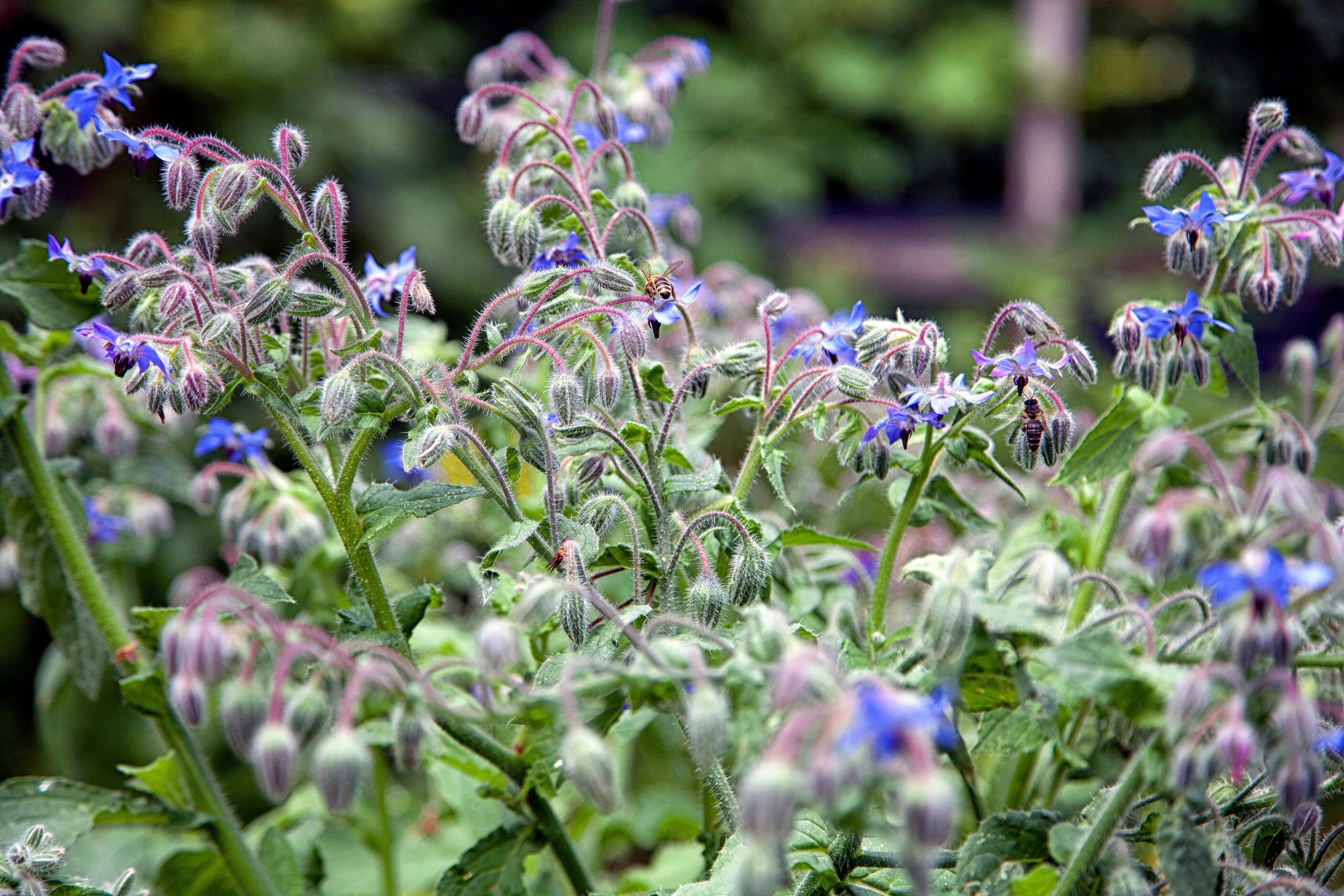 Growing Borage: A Guide to Planting and Benefits